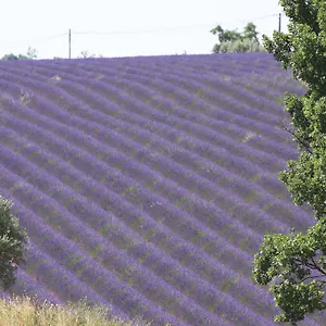 Bed & Breakfast La Grande Dame Valensole